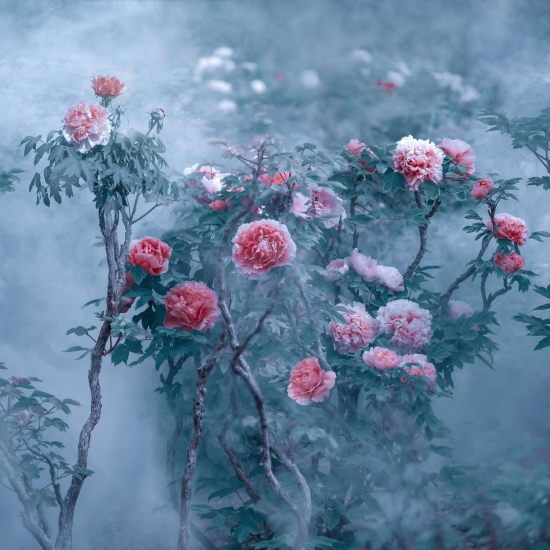 （菏澤市曹州牡丹園。圖片來源：郝傳云《百年芳華》）